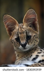 Close Up Portrait Of Baby Serval Kitten Looking At Camera, Low Angle, Front View