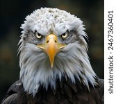 Close up portrait of a bald eagle facing forward, engaging the viewer with its intense gaze