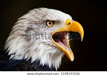 Close up portrait of a bald eagle (Haliaeetus leucocephalus)