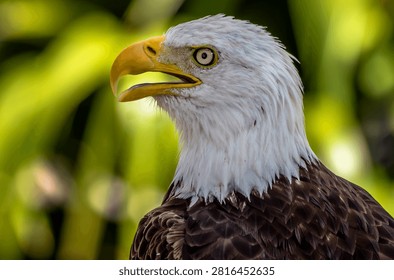 Close up portrait of a bald eagle with sharp eyes and yellow beak against a natural green background.