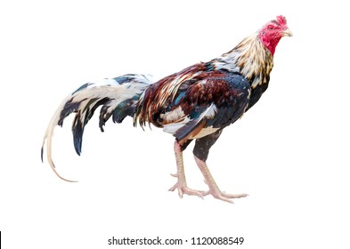 Close Portrait Bantam Chicken Isolated On Stock Photo 1120088549 ...