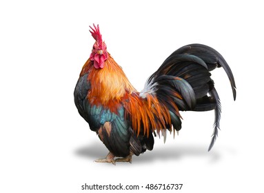 close up portrait of bantam chicken isolated on white background.