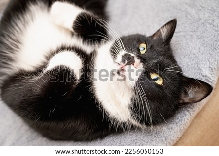 close up portrait of a beautiful black and white cat with a sleepy face lying on its back on a gray blanket. Domestic cat