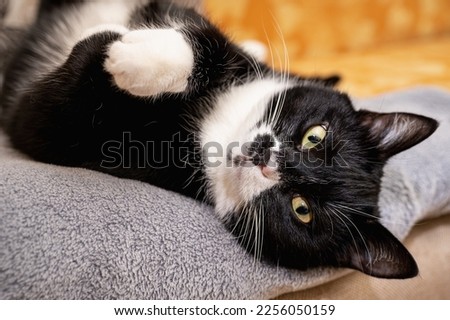 close up portrait of a beautiful black and white cat with a sleepy face lying on its back on a gray blanket. Domestic cat