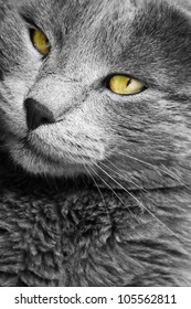 close up portrait of a beautiful gray cat