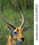 Close up Portrait of a beautiful impala on the banks of the Chobe River. National reserve in Africa, Botswana. Tourism and vacations concept.