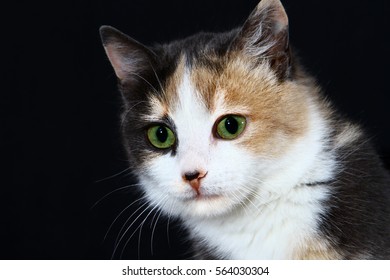 Close up portrait of a beautiful light tortoiseshell cat with white brows, bright green eyes and black nose on the dark background, looking in camera,  - Powered by Shutterstock