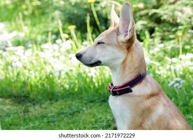 Close Up Portrait Of Beautiful Puppy With Closed Eyes Outside On Grass. Pleasure