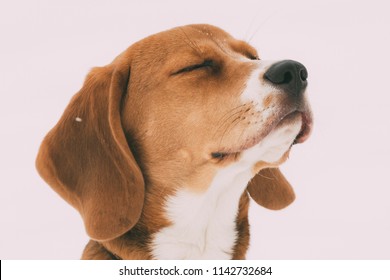 Close Up Portrait Of Beautiful Puppy Of English Beagle With Closed Eyes In  Winter Day.