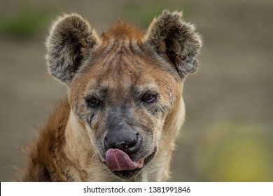 close portrait of beautiful spotted hyena