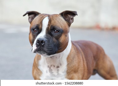 Staffordshire bullterrier