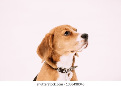 Close Up Portrait Of Beautiful Tricolor Puppy Of English Beagle On Snow Backround. Beagle Is A Breed Of Small Hound, Similar In Appearance To The Much Larger Foxhound.