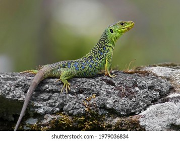 Close up portrait of a big and dominant adult male ocellated lizard or jewelled lizard (Timon lepidus). Beautiful scary green and blue exotic lizard with vibrant colors in natural environment. Spain - Shutterstock ID 1979036834