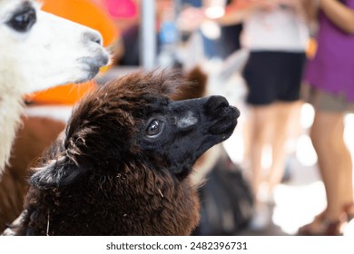 Close Up Portrait of a Black Alpaca with Soft Fur and Curious Expression in a Blurred Background. - Powered by Shutterstock