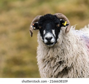Close up portrait of a Black Faced  Sheep  with curling horns looking straight ahead