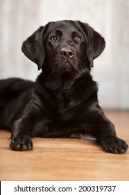 Close Up Portrait Of A Black Lab Puppy.