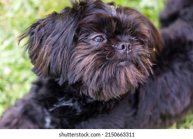 A close up portrait of a black shi tzu dog lying on a grass lawn with a black collar. The animal is resting but alert and is looking around.