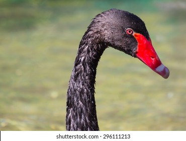 Close Portrait Black Swan Red Beak Stock Photo 296111213 | Shutterstock