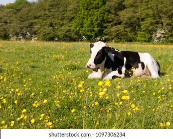 Close Up Portrait And Black And White Dairy Cow In Farm Field Spring; Essex; England; Uk