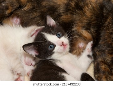 Close Up Portrait Of A Black And White Kitten Laying On Tortie Mom With White Sibling Sleeping Curled Up Next To It. View From Above Kitty Looking At Viewer.