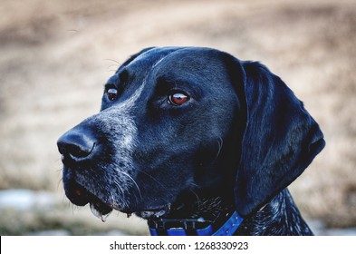 Close Up Portrait Of A Black And White Slick Coat German Wirehair Pointer With Drool From His Lips. Waiting Patiently To Be Released To Go Find Pheasants.