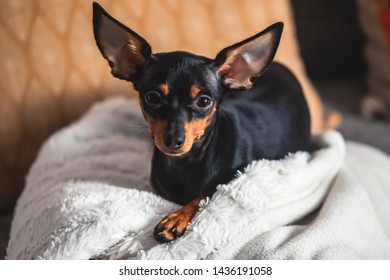 Close up portrait of black young cute russian toy terrier puppy dog looking front 