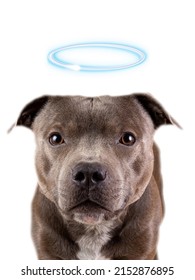Close up portrait of Blue English Staffordshire terrier with an angelic halo over his head isolated on white background