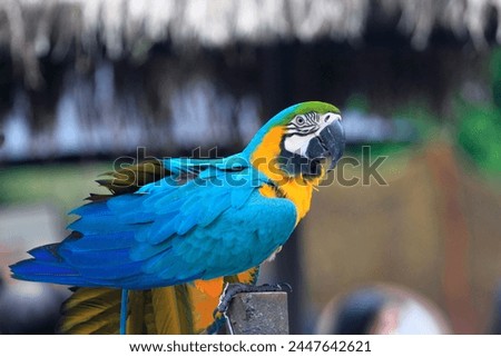Close up portrait of blue-and-yellow macaw (Ara ararauna) with blurred background. This parrots inhabits forest, woodland and savannah of tropical South America.