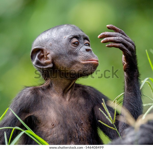 ボノボの子猫の自然の生息地の接写 緑の自然の背景 ボノボ パンパニスカス は ピグミーチンパンジーと呼ばれる コンゴ民主共和国 アフリカ の写真素材 今すぐ編集