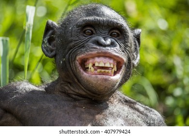 The Close Up Portrait Of Bonobo With Smile. At A Short Distance. The Bonobo ( Pan Paniscus), Called The Pygmy Chimpanzee. Democratic Republic Of Congo. Africa
