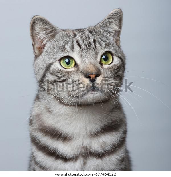 Close Portrait British Shorthair Silver Tabby Stock Photo Edit