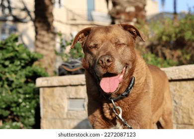 Close up portrait of brown Labrador dog. Senior dog happy life.  - Shutterstock ID 2272087123