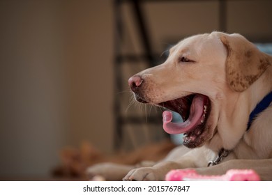 Close up Portrait of a brown - yellow labrador dog looking side of the camera and yawning with tooth and toung visible with isolated background.