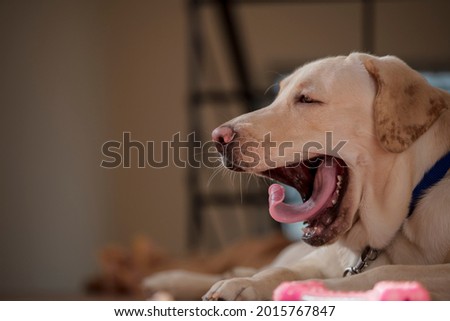 Close up Portrait of a brown - yellow labrador dog looking side of the camera and yawning with tooth and toung visible with isolated background.