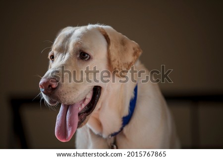Close up Portrait of a brown - yellow labrador dog and looking away from the camera with toung out and  isolated background.