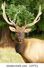 Close Portrait Bull Elk Stock Photo 119711 | Shutterstock