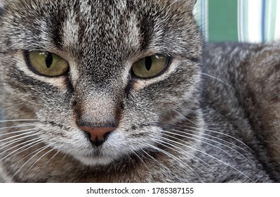 Beautiful Cat S Eye Images Stock Photos Vectors Shutterstock