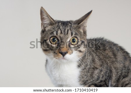 close up portrait of a cat