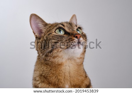Close up portrait of a cat. Muzzle of a cute tabby cat begs for food. Cat looking up. The muzzle of a brown domestic cat.  Selective focus. 