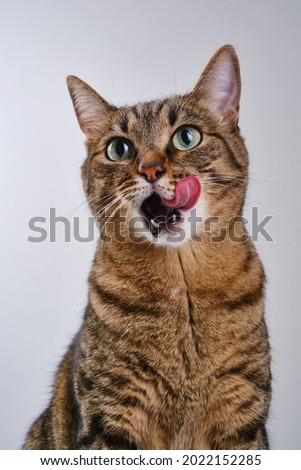 Close up portrait of a cat. Muzzle of a cute tabby cat licking lips. Selective focus.  The muzzle of a brown domestic cat.