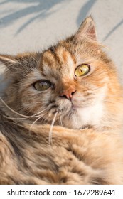 A Close Up Portrait Of A Cat Wants A Belly Rub.