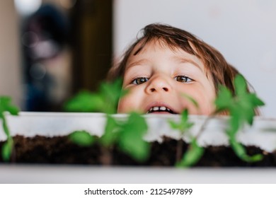 Close Up Portrait Of Caucasian Girl Looking With Interest At Green Tomato Sprouts Growing In Flowerpot. Horizontal Shot Front View Selective Focus On Eyes. Home Gardenning Eco Concept