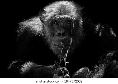 Close Up Portrait Chimpanzee Hold A Stick