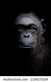 63,834 Chimpanzee Images, Stock Photos & Vectors | Shutterstock