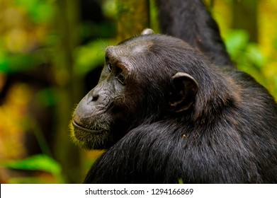Close up portrait of a chimpanzee in Uganda, Africa