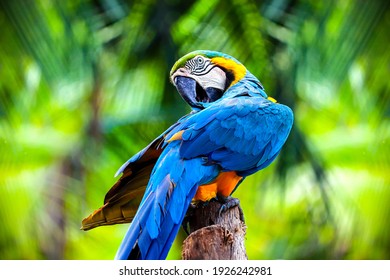 close up portrait of colorful blue and yellow macaw parrot Ara ararauna - Shutterstock ID 1926242981