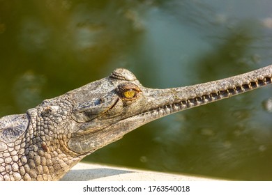 A close up portrait of a critically endangered gharial inside the Chitwan National Park in Nepal.