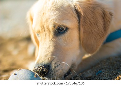 Close Up Portrait Of Curious Golden Retriever Puppy Dog ​​playing With Beach Sand With Dirty Nose