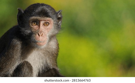 Close up portrait of a curious wild monkey with expressive amber eyes looking directly into the camera lens with soft natural lighting and a blurry green forest background in daylight