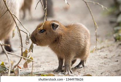 Baby Capybara Images Stock Photos Vectors Shutterstock